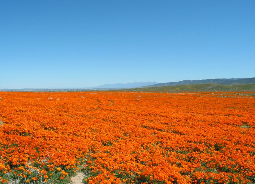 Antelope Valley California Poppy Reserve State Natural Reserve, California, USA